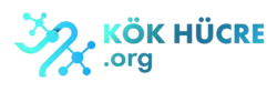 Kök Hücre org - logo